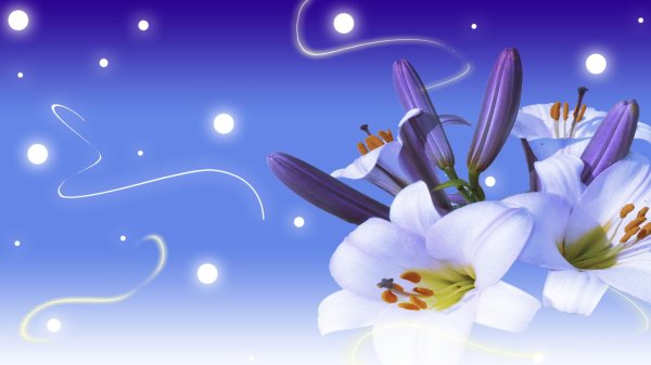 Лилии нежные