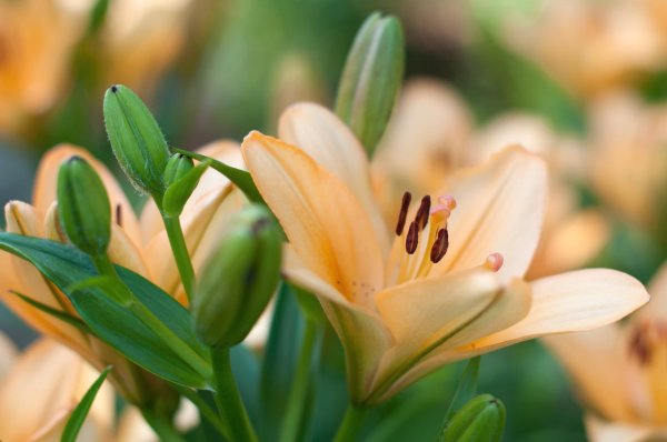 Лилии нежные