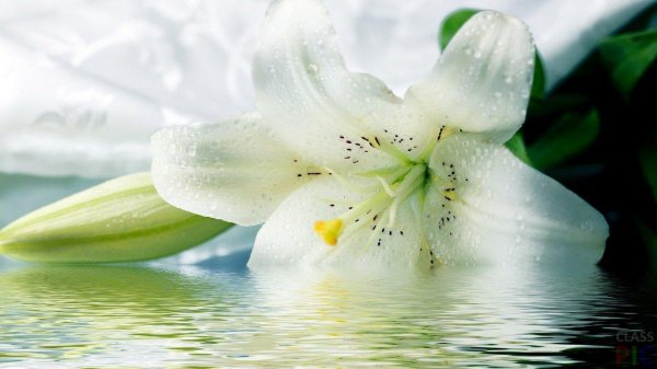 Лилии нежные