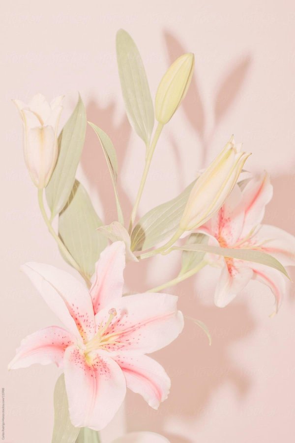 Лилии нежные