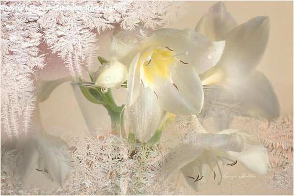 Лилии нежные