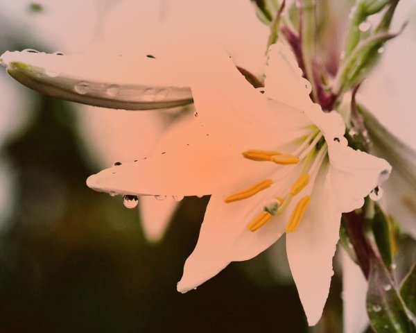 Лилии нежные