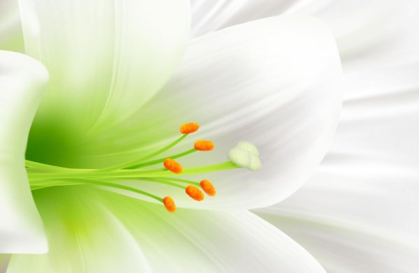 Лилии нежные