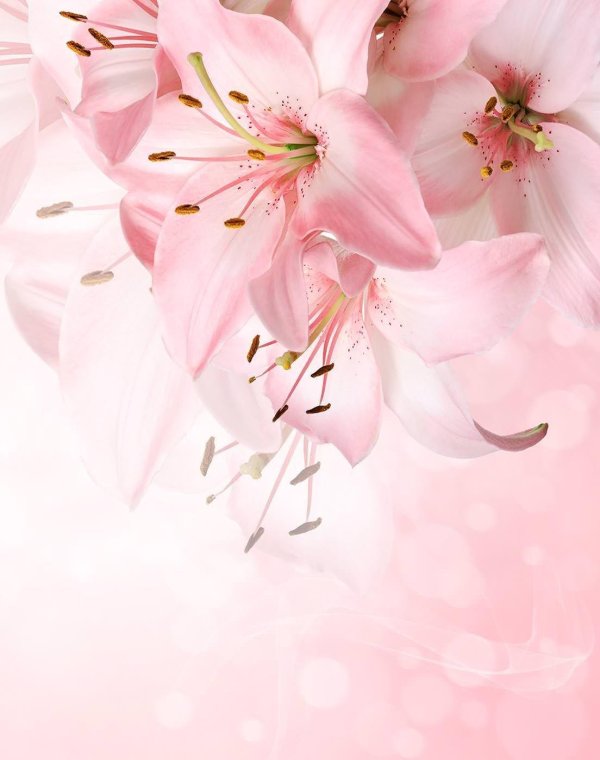 Лилии нежные