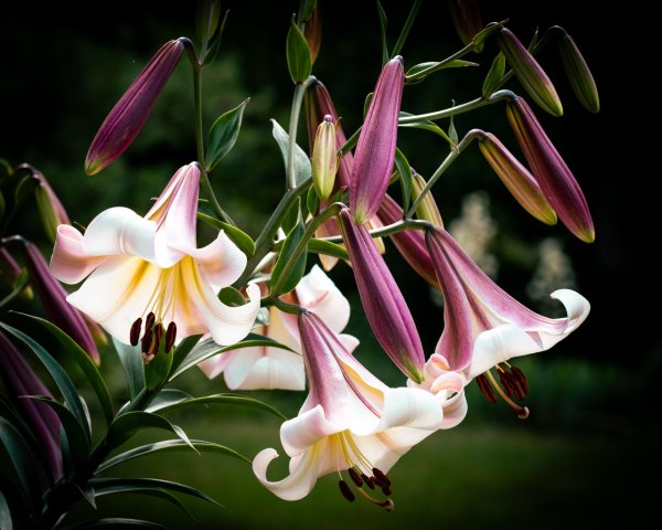 Лилии нежные