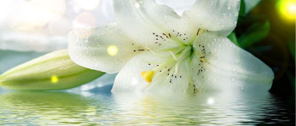 Лилии нежные