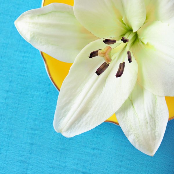 Лилии нежные