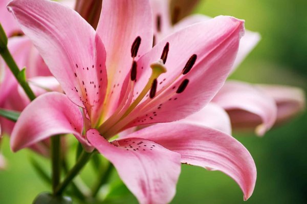 Лилии нежные