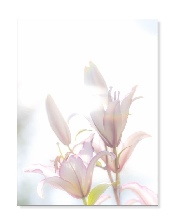 Лилии нежные