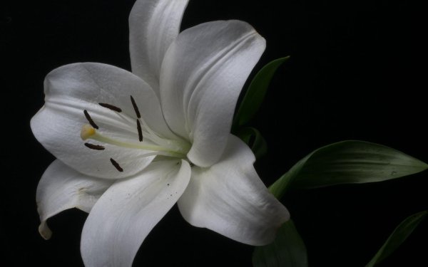 Лилии нежные