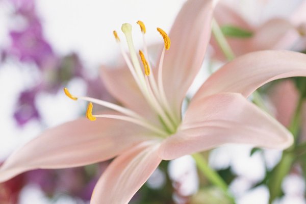 Лилии нежные