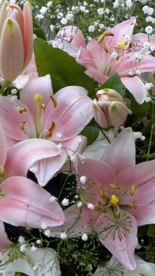 Лилии нежные