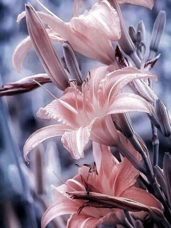 Лилии нежные