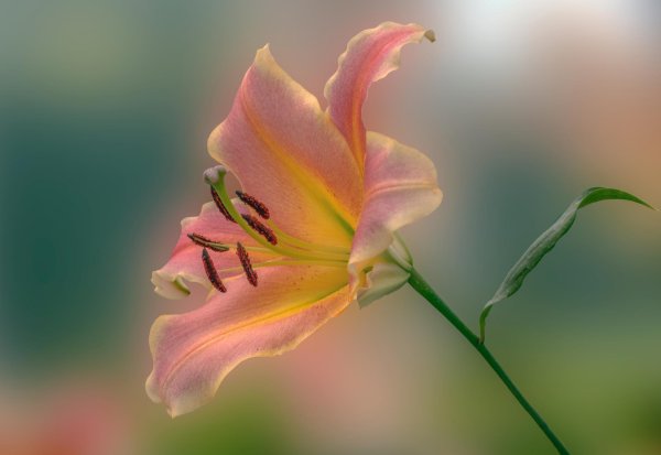 Лилии нежные