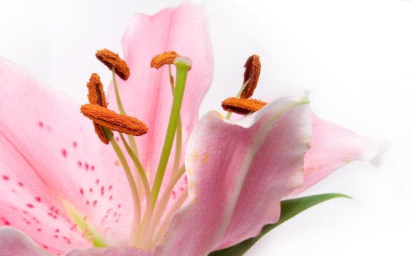 Лилии нежные