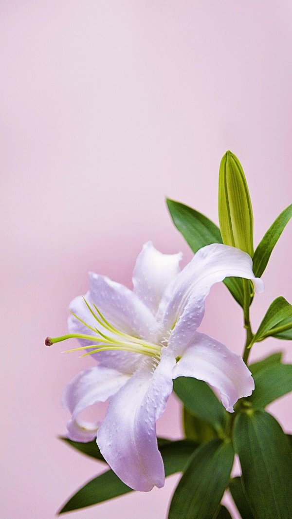 Лилии нежные