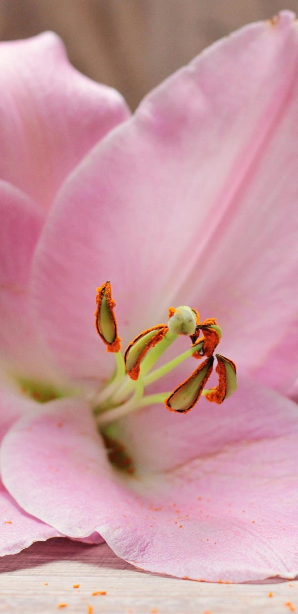 Лилии нежные