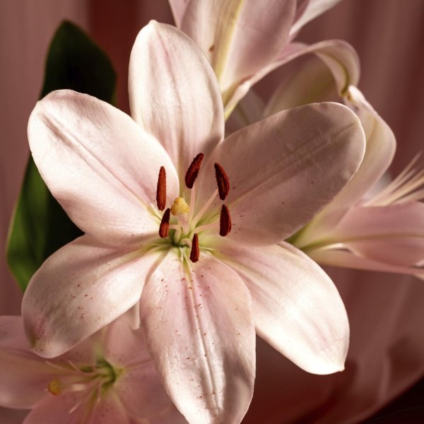 Лилии нежные