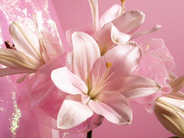 Лилии нежные