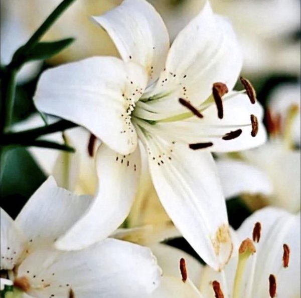 Лилии нежные