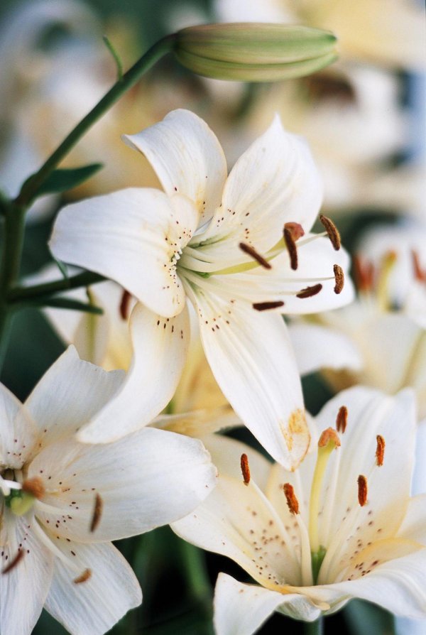 Лилии нежные