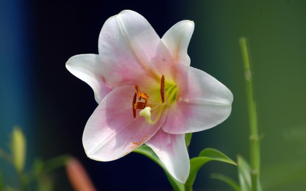 Лилии нежные