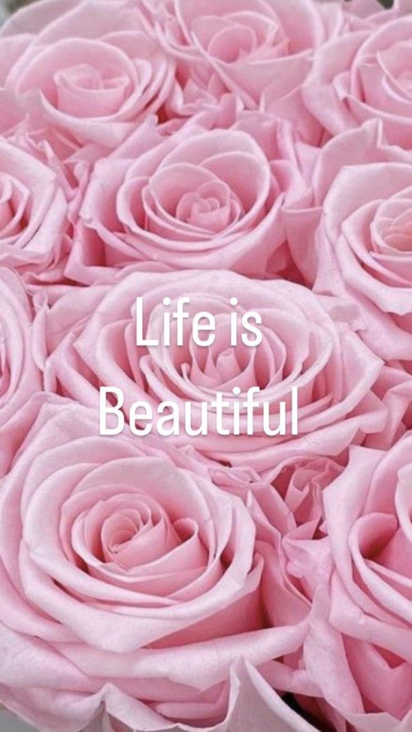 роза розовая