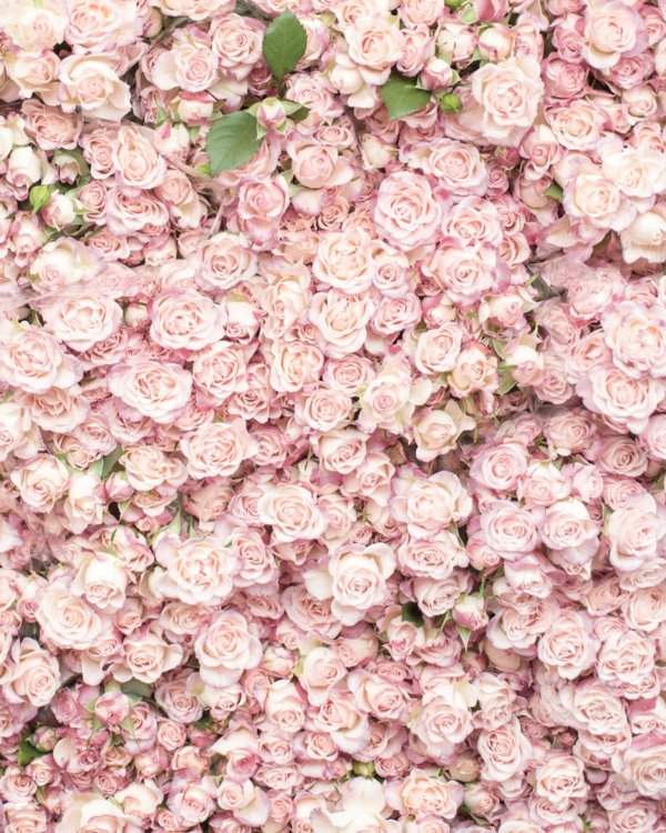 цветочная стена