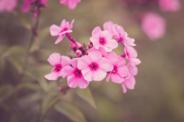 флокс метельчатый