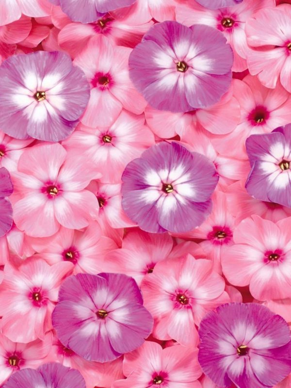 цветочные фоны