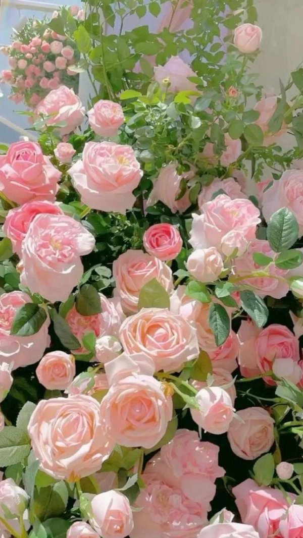 роза эден роуз