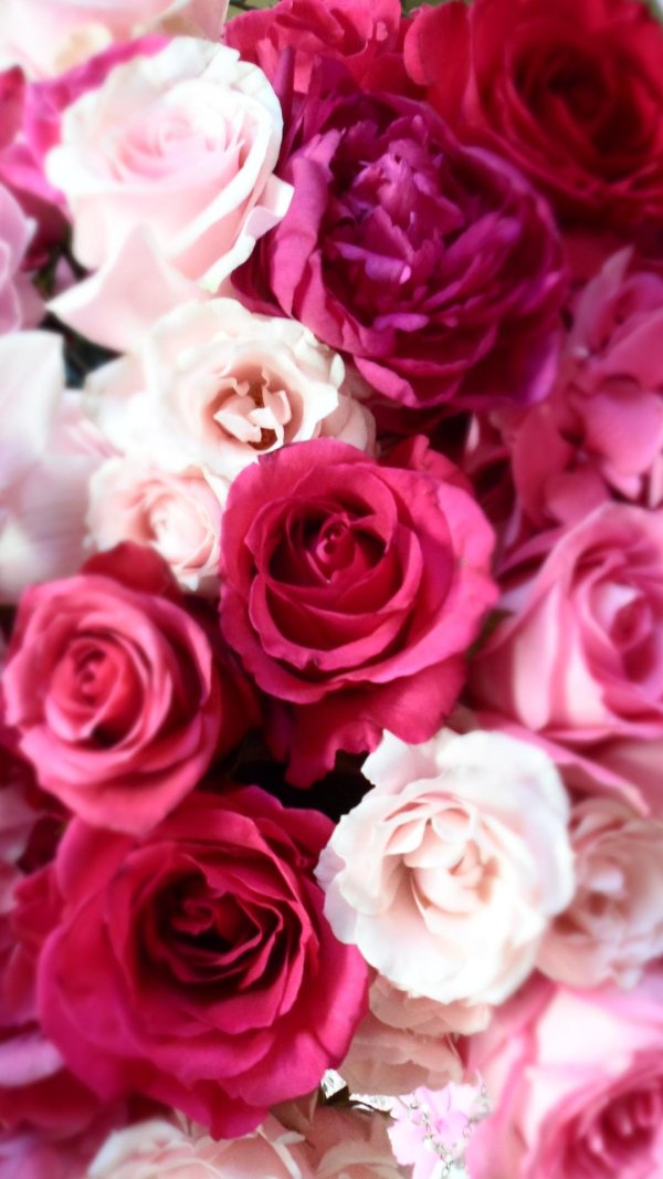 роскошные розы