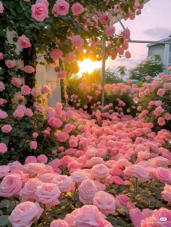 розовый сад