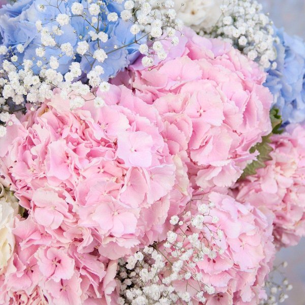 гипсофилы и гортензии