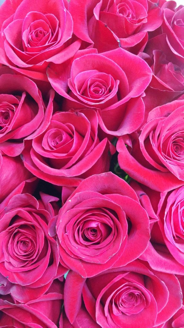 малиновая роза