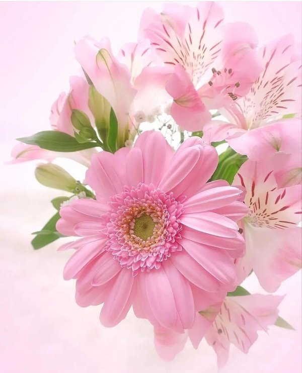 герберы открытка