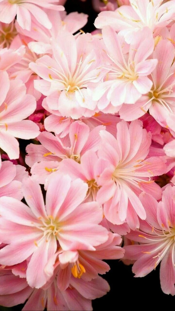 левизия котиледон