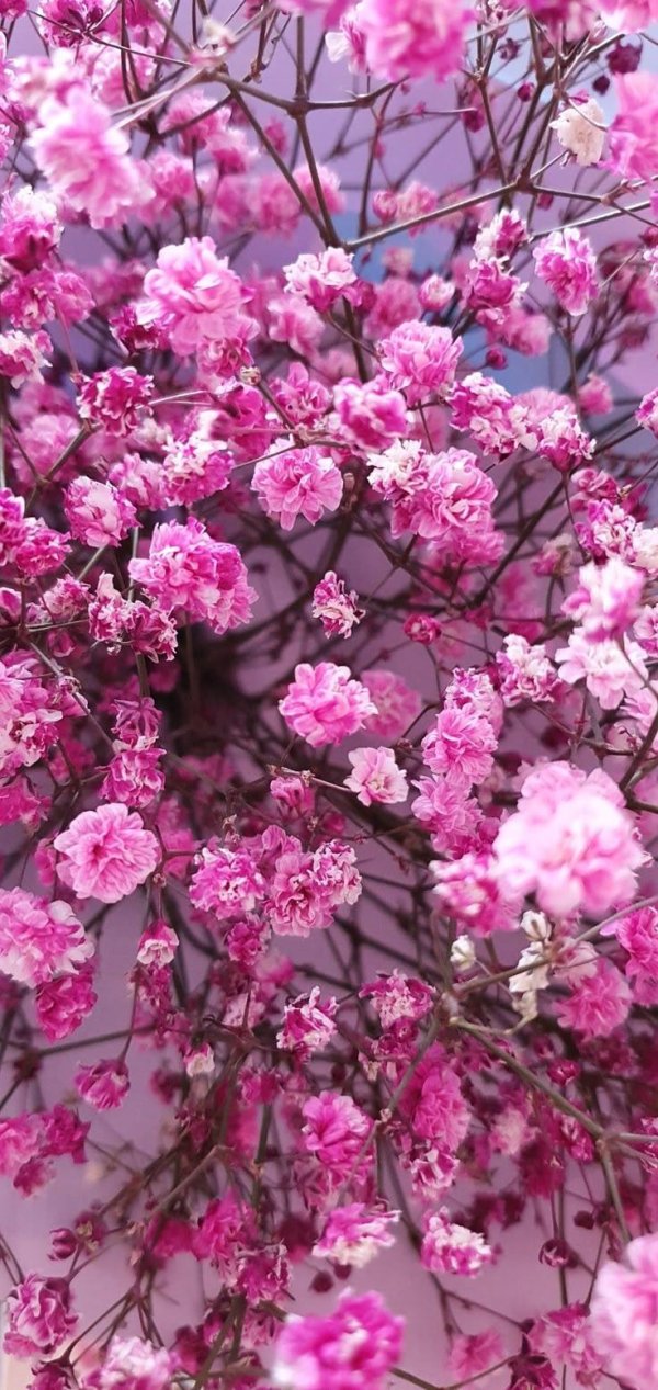 цветущее дерево