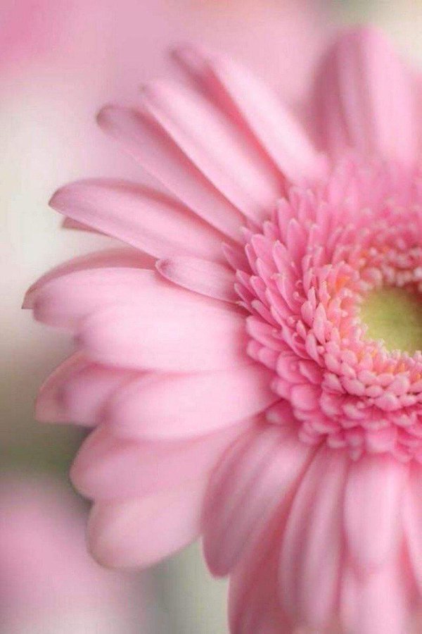 гербера цветок