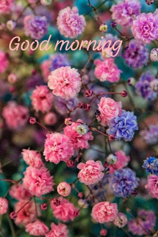 цветок эстетика