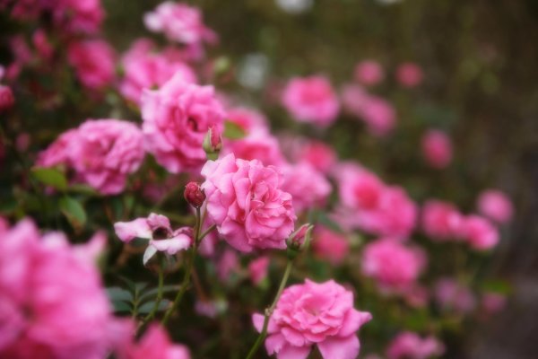 роза цветов