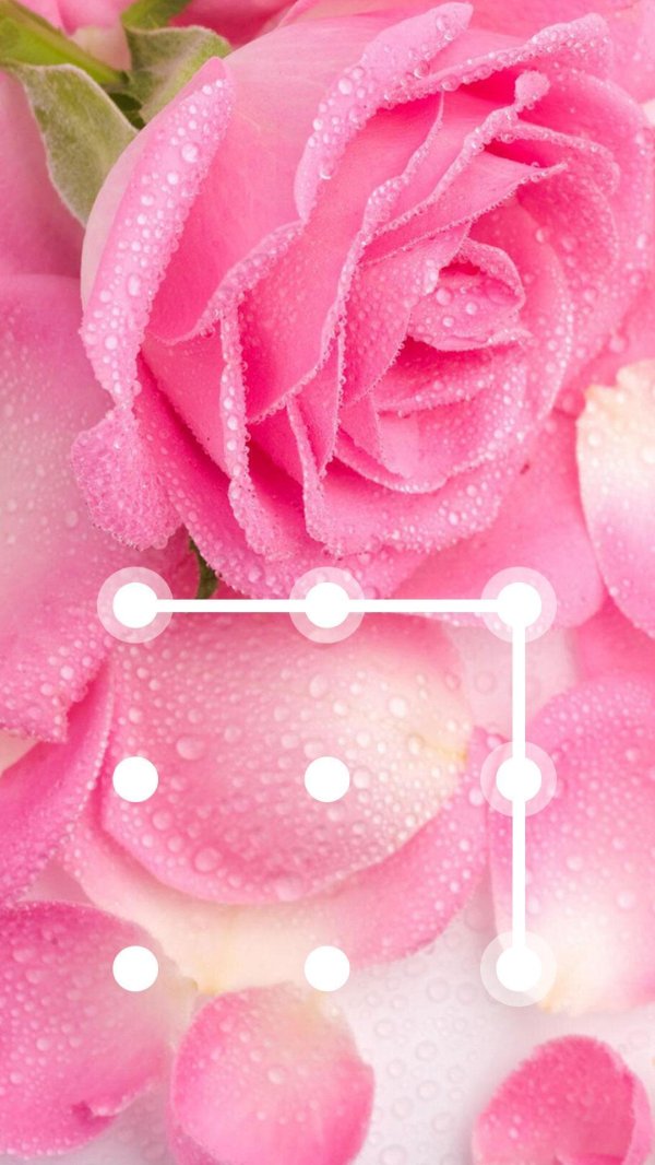 розовая роза