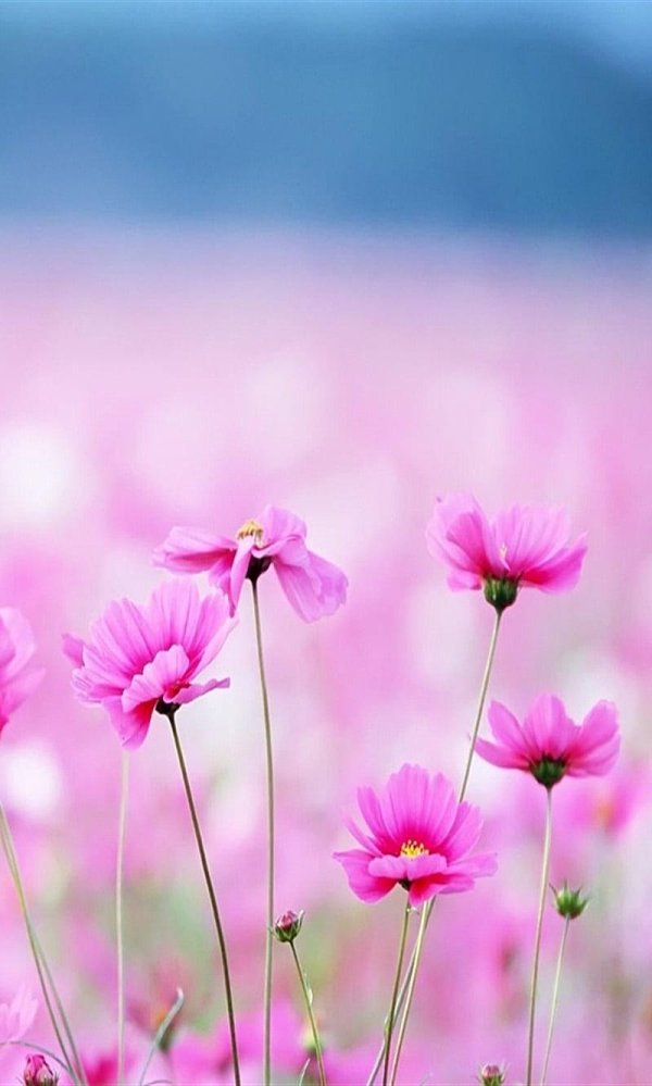 цветочный фон для фотошопа высокого качества