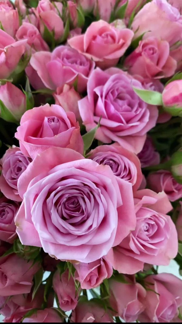 кустовая роза