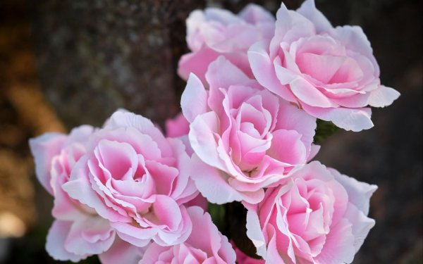 розы флорибунда бьютифул гарден