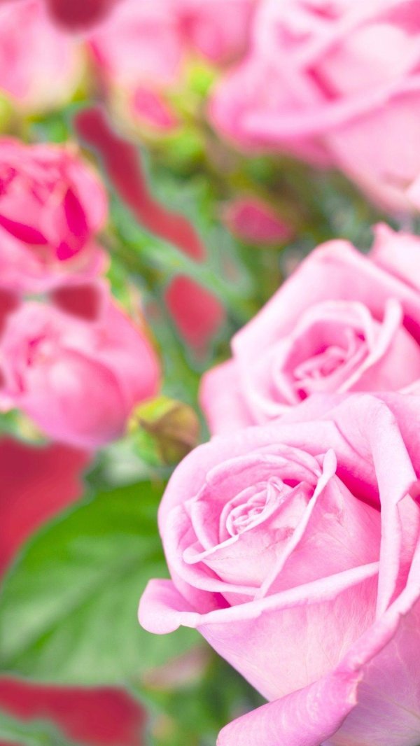 розовый цветок