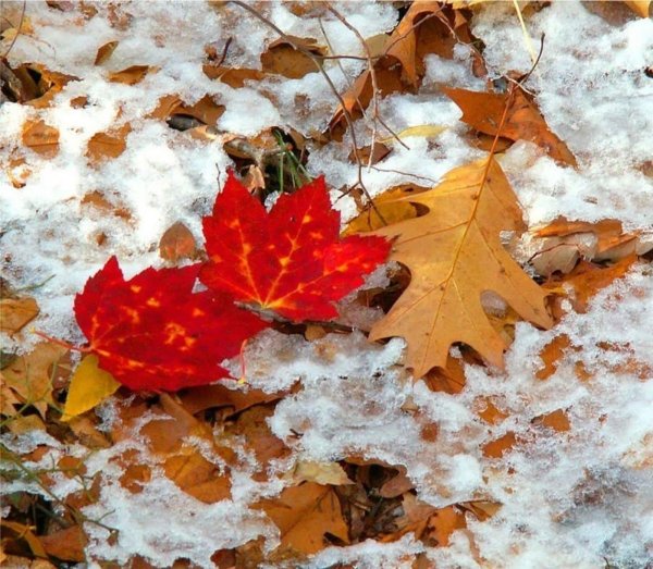 Поздняя осень