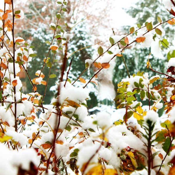 Поздняя осень