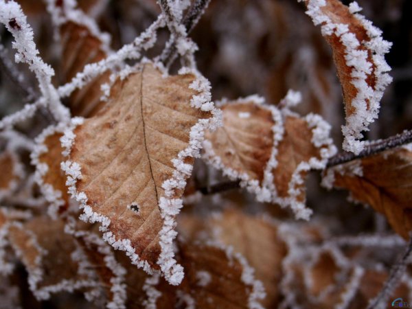 Поздняя осень