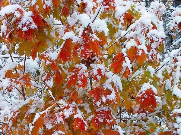 Поздняя осень